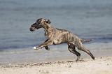 WHIPPET 303